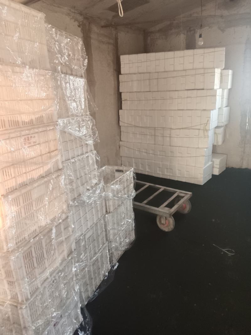 贝贝圣女果基地发货，货源充足