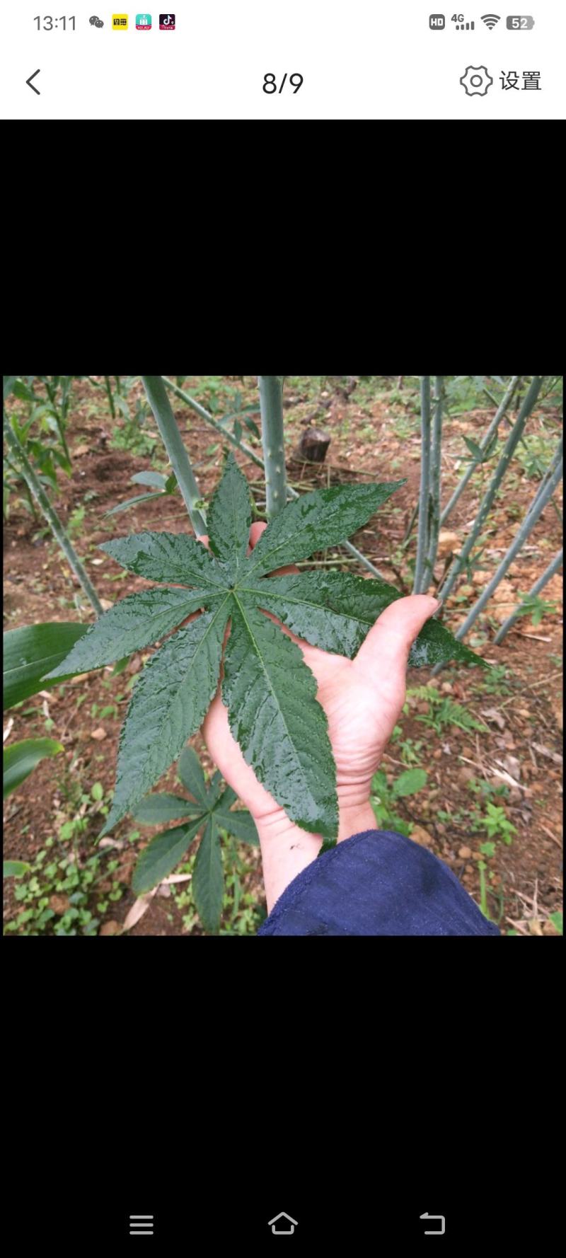 甜茶叶刺儿茶天然香甜的味茶叶保健茶