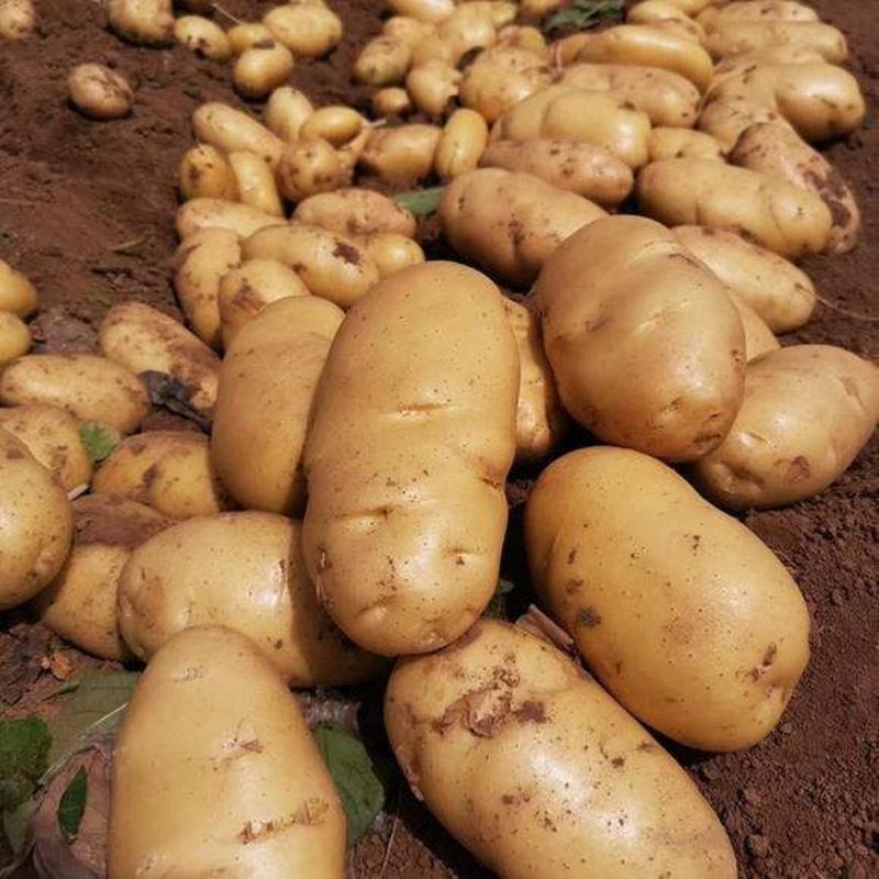 【诚信经营】晋薯十六大量现货可供应商超社区团购全国发货