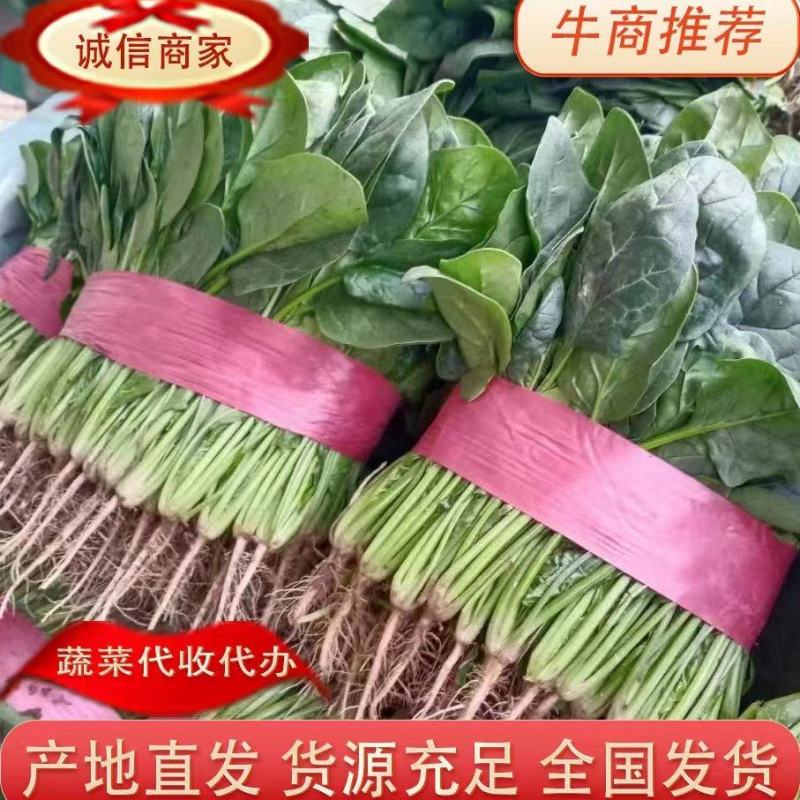 【推荐】大叶菠菜货源充足，产地直发品质上乘全国发货