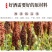 中国梦系列酒龙年生肖酒52度酒整箱批发福利酒