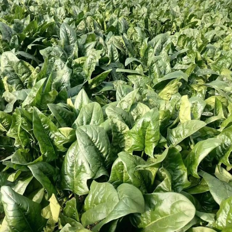 陕西咸阳淳化菠菜大量上市，欢迎客商前来订购