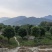 嘉宝果（树葡萄）