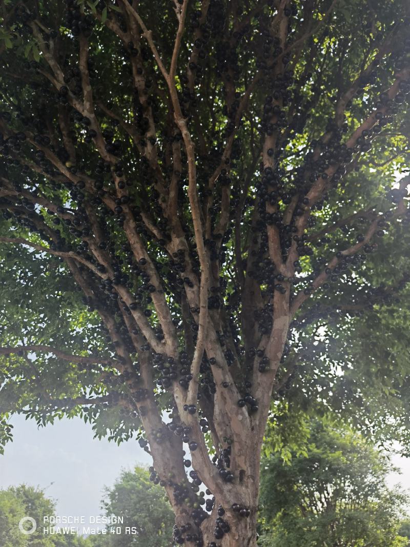 嘉宝果（树葡萄）
