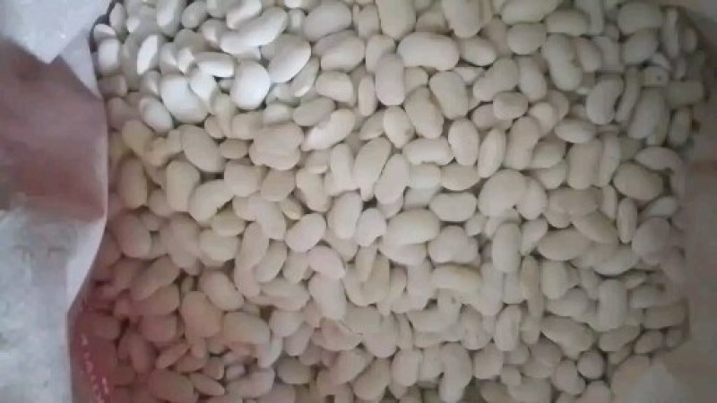 大白豆百芸豆保质保量价格实惠全国发货