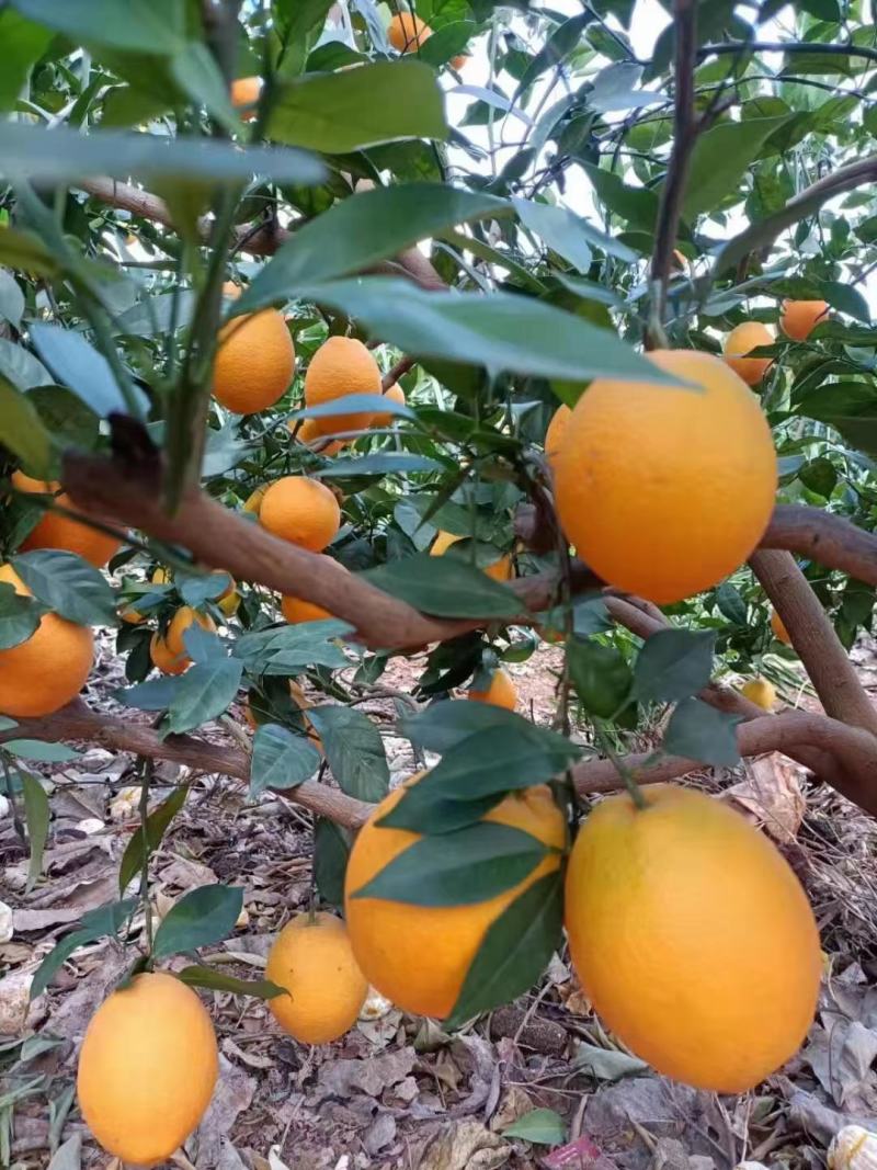 砂糖橘.八月橘.沃柑