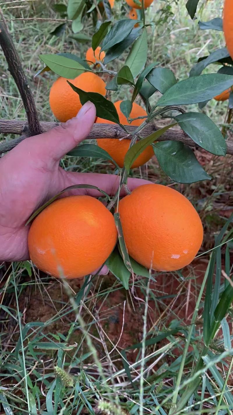 砂糖橘.八月橘.沃柑