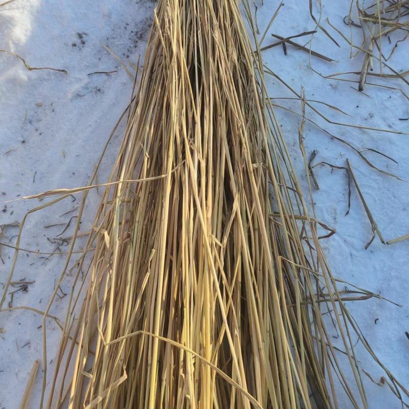 精品稻草酒草，治沙草