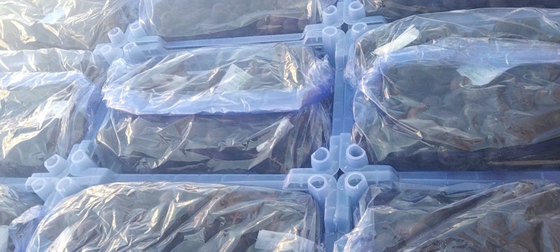 5斤筐白盒精品巨峰葡萄