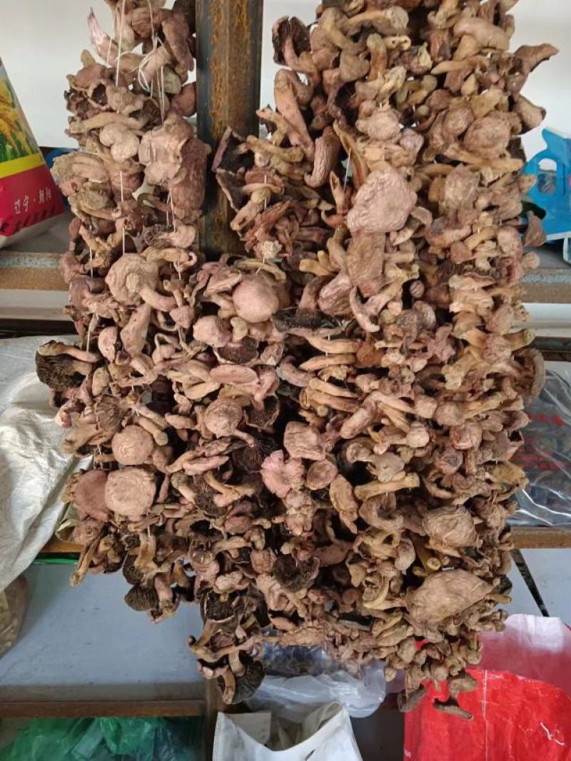 【精品】食用菌红蘑，松菇条子串子大量有货欢迎老板咨询