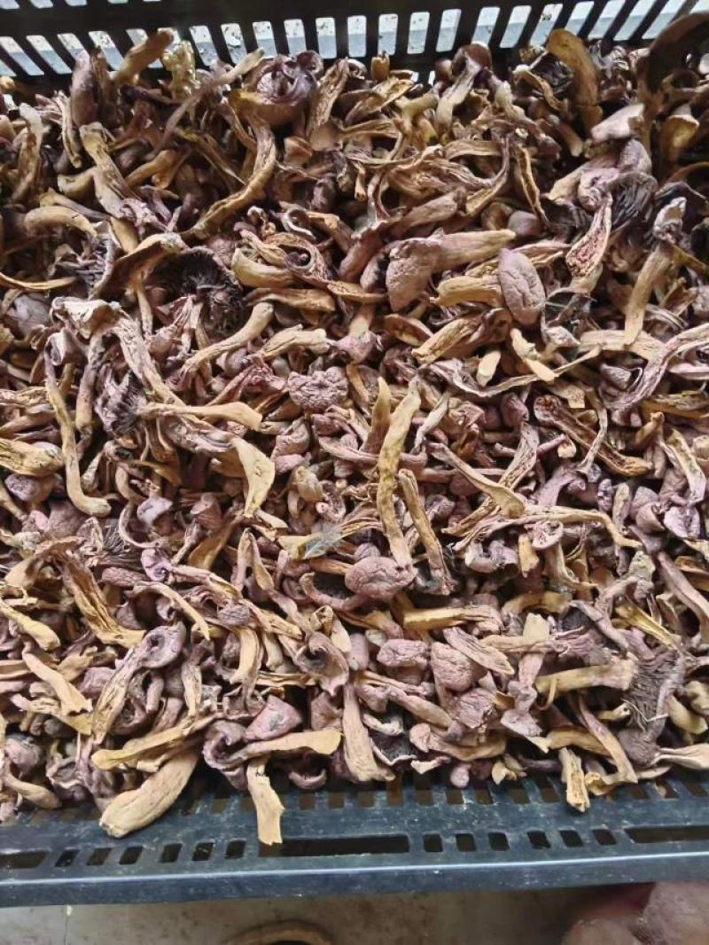 【精品】食用菌红蘑，松菇条子串子大量有货欢迎老板咨询