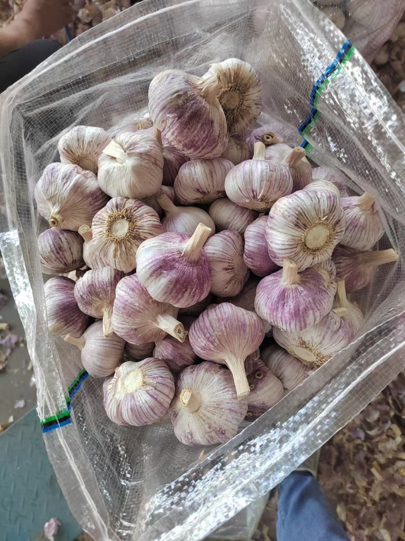 金乡县大蒜批发总公司.代加工保质保量产地直发