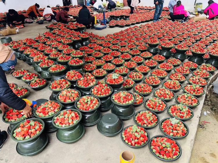 一篮新鲜采摘的草莓整齐摆放，颜色鲜红