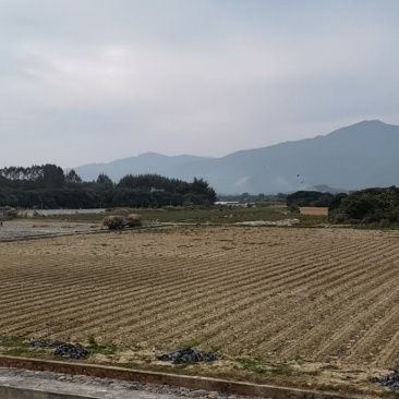 惠东九龙峰150亩水田出租，已平整，水源充足