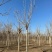 千头椿臭椿基地8公分10公分12公分15公分保质保量现货