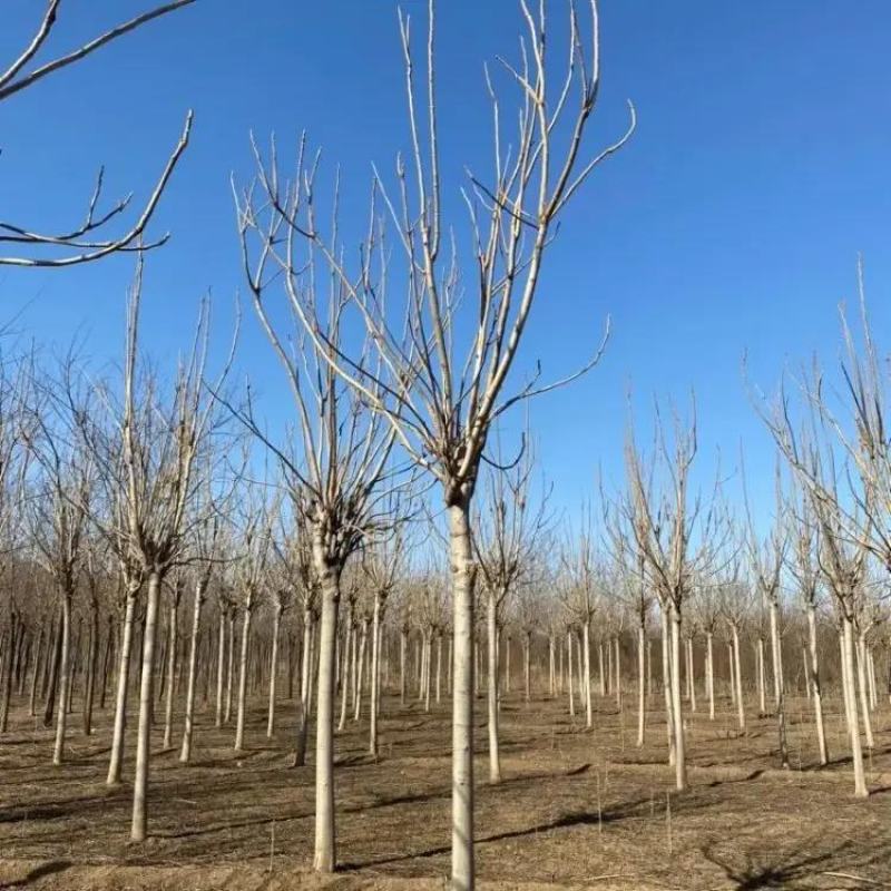 千头椿臭椿基地8公分10公分12公分15公分保质保量现货