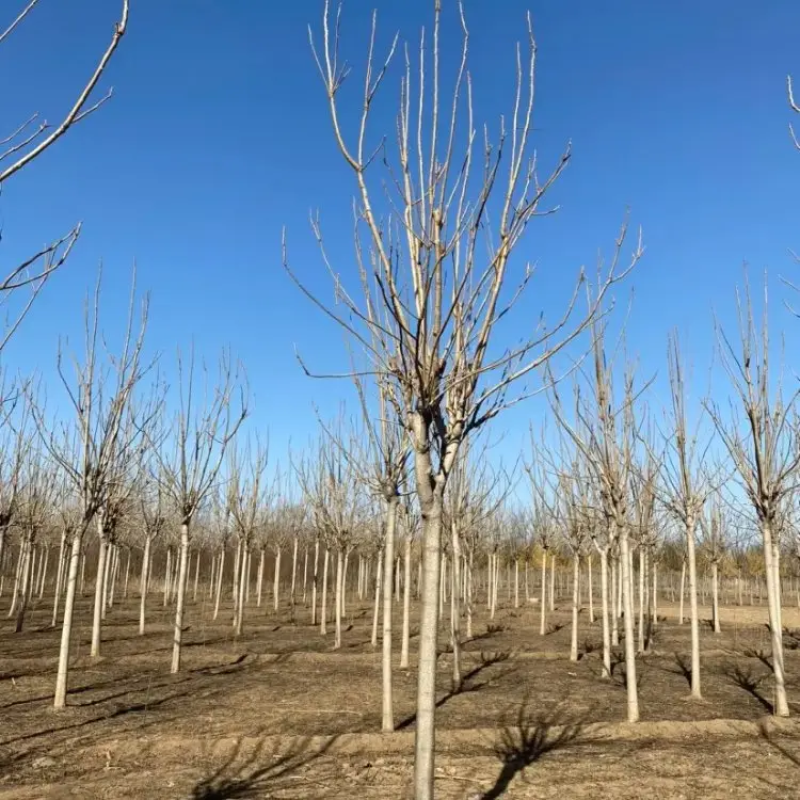 千头椿臭椿基地8公分10公分12公分15公分保质保量现货