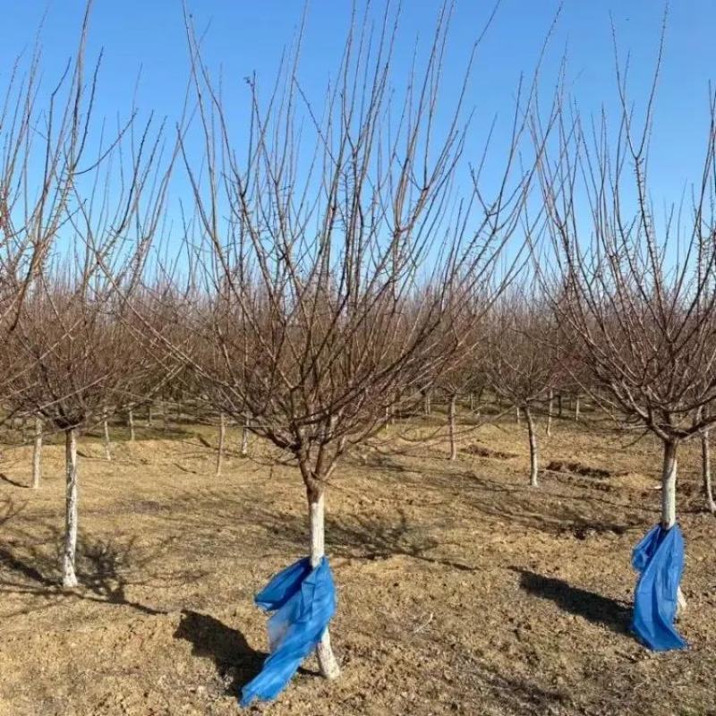 精品红梅基地6公分8公分10公分12公分15公分梅花现货