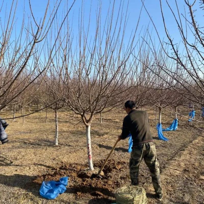 精品红梅基地6公分8公分10公分12公分15公分梅花现货