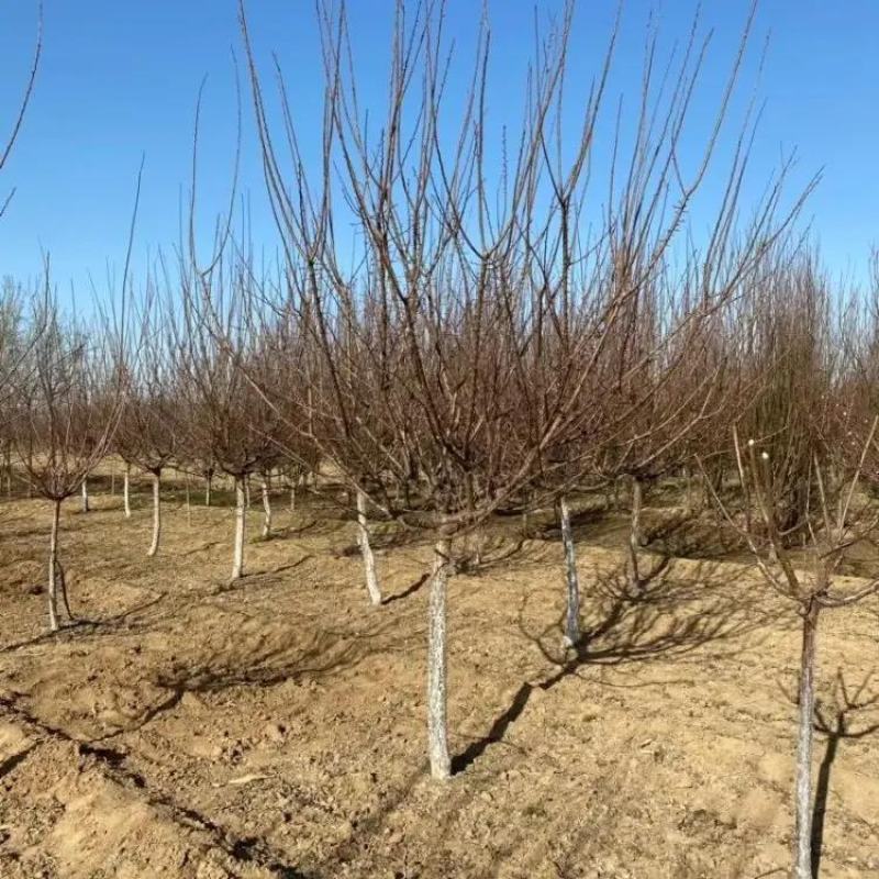 精品红梅基地6公分8公分10公分12公分15公分梅花现货