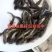 黄骨鱼苗批发黄颡鱼苗黄辣丁鱼苗黄丫头