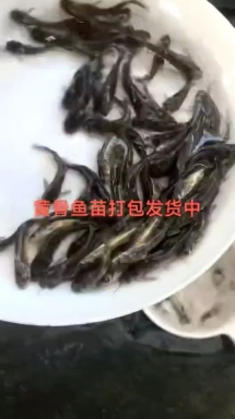 黄骨鱼苗批发黄颡鱼苗黄辣丁鱼苗黄丫头