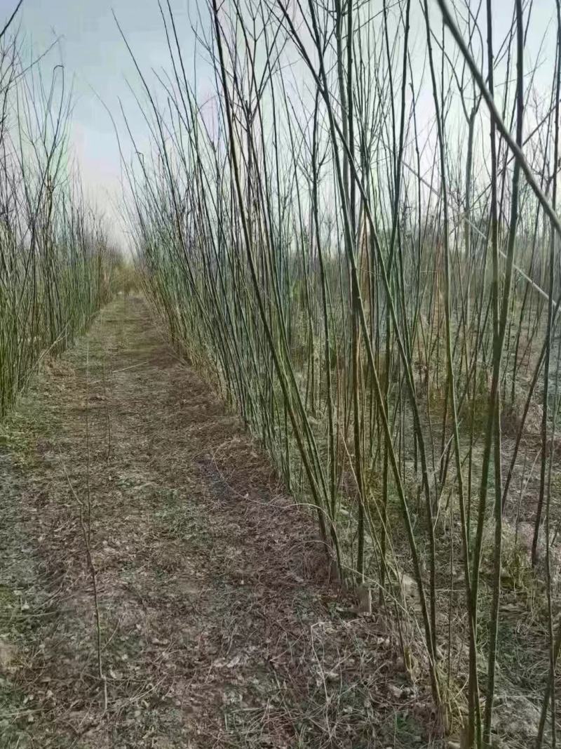 国槐苗槐树苗国槐小苗基地现挖现发0.5-6公分