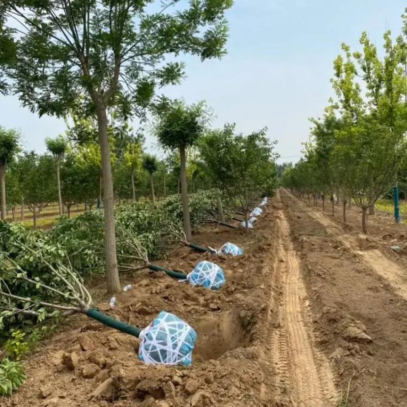 樱花树晚樱基地6公分8公分10公分12公分15公分现货
