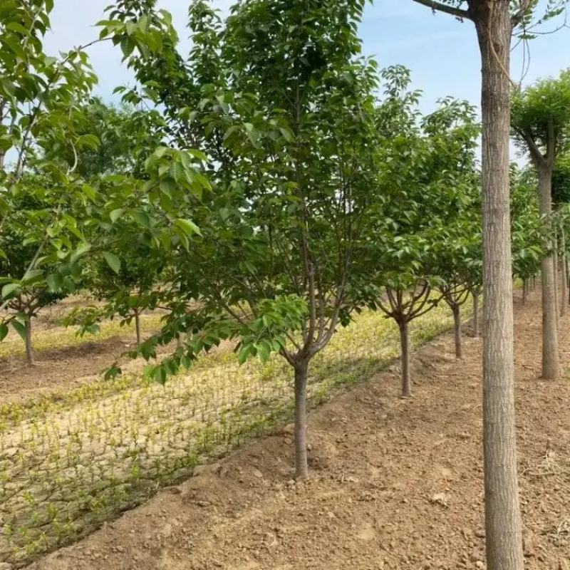 樱花树晚樱基地6公分8公分10公分12公分15公分现货