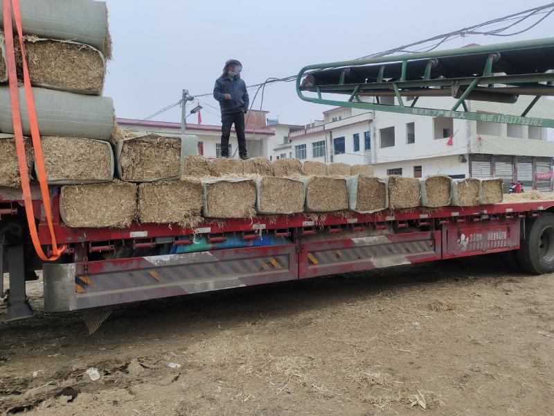 揉丝风选玉米秸秆