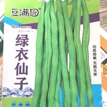 无筋豆种子绿衣仙子泰国红顺直无筋豆耐低温结荚密品质好