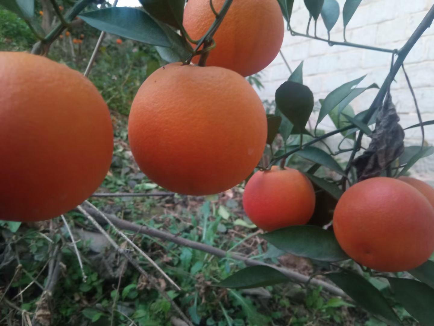 血橙果实剖面展示深红色果肉