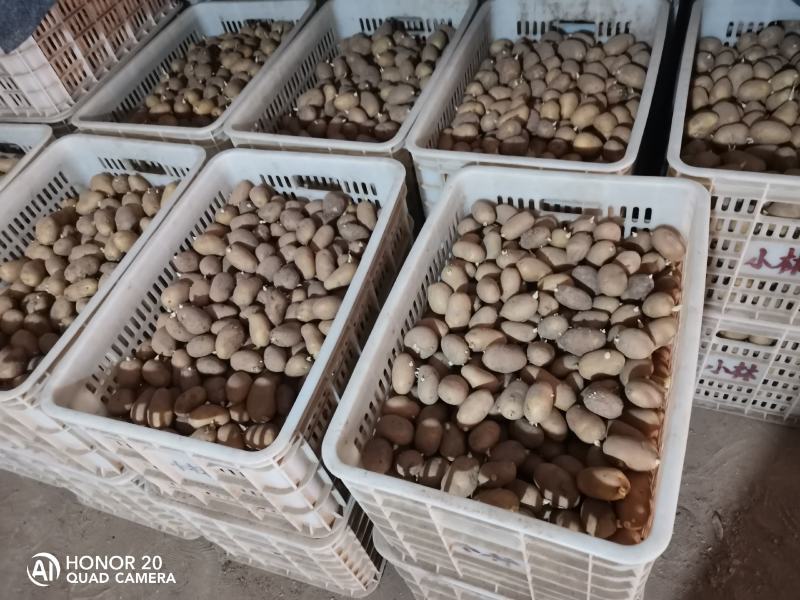 黄皮黄心土豆种子，适合秋冬季种植保质保量供货