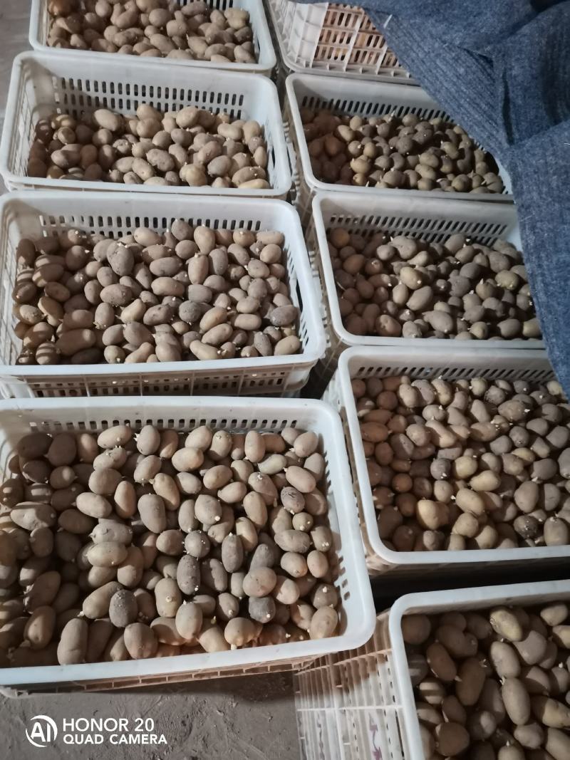 黄皮黄心土豆种子，适合秋冬季种植保质保量供货