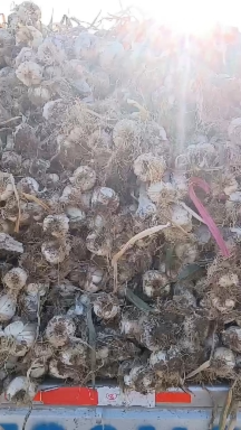 鸡腿大葱，大量有货，产地直销，适合超市，批发市场等等