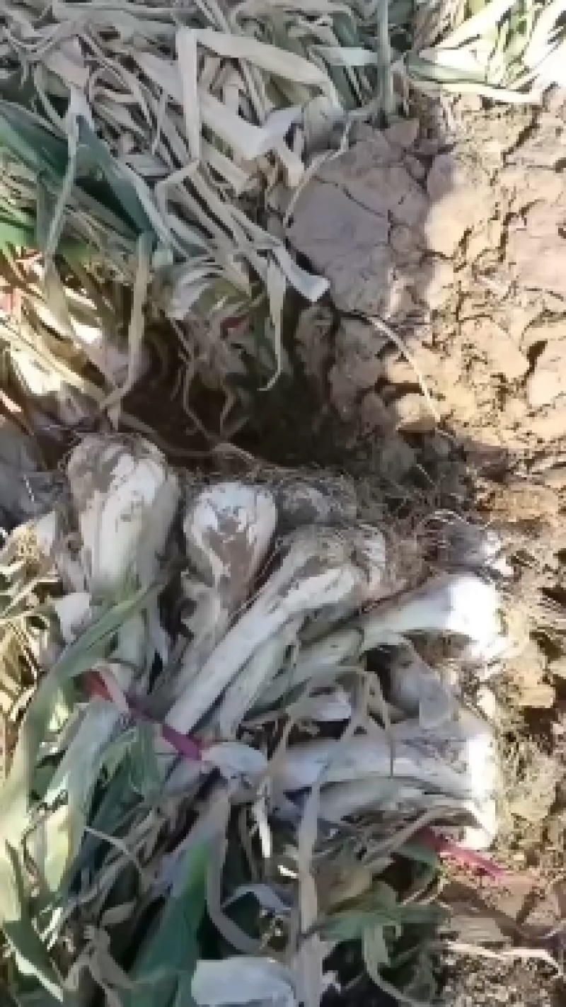 鸡腿大葱，大量有货，产地直销，适合超市，批发市场等等