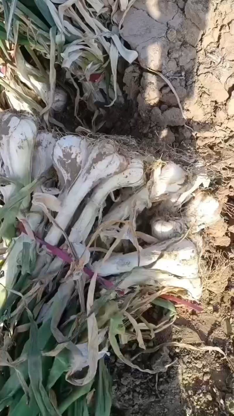 鸡腿大葱，大量有货，产地直销，适合超市，批发市场等等