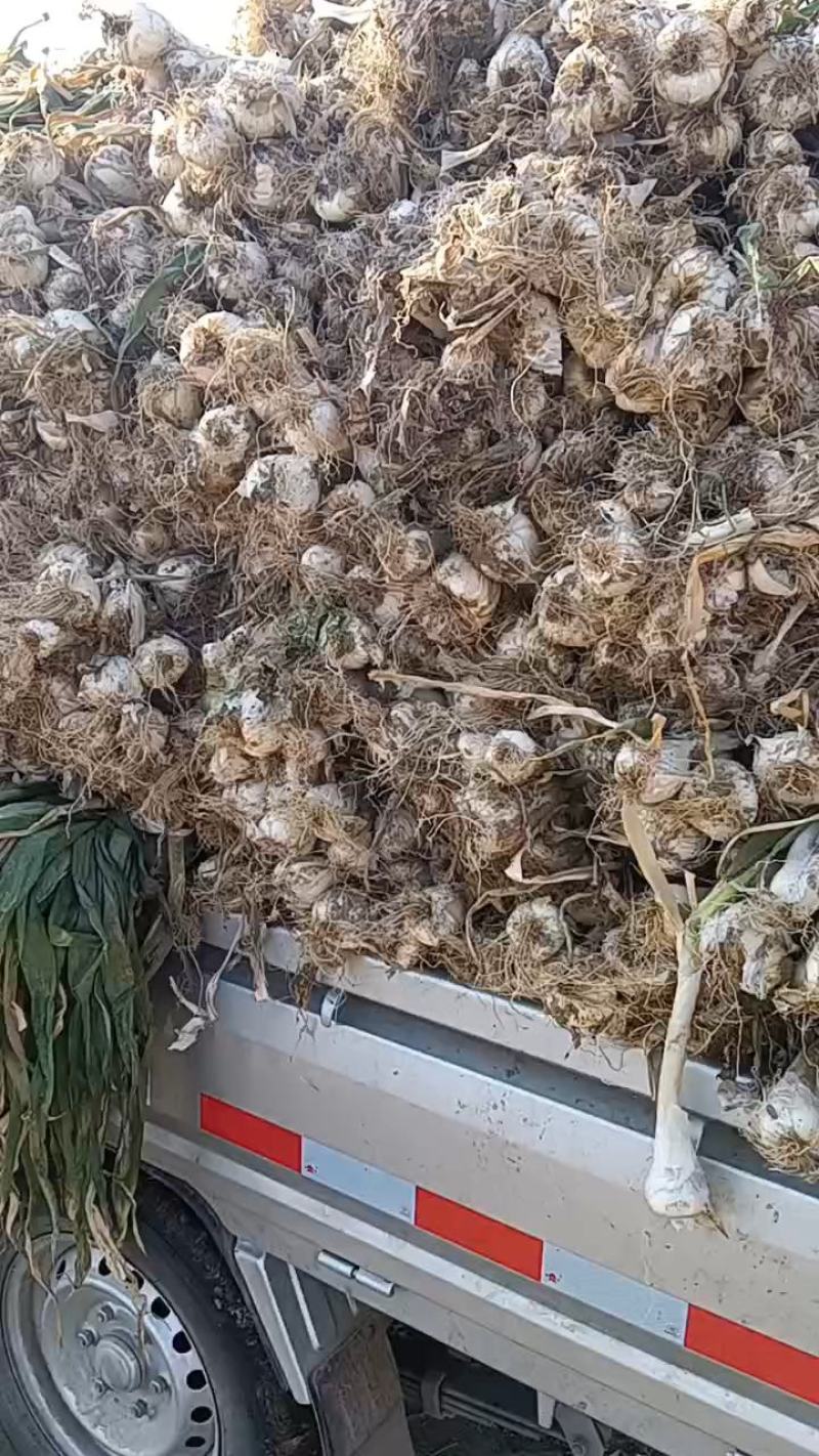 鸡腿大葱，大量有货，产地直销，适合超市，批发市场等等