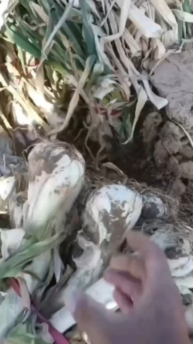 鸡腿大葱，大量有货，产地直销，适合超市，批发市场等等