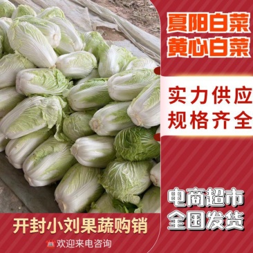 大白菜通许白菜代收代发全国货源充足冷库直发