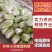 大白菜通许白菜代收代发全国货源充足冷库直发