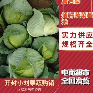扁包菜奥奇娜甘蓝河南包菜货源充足代收代发全国