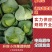 扁包菜奥奇娜甘蓝河南包菜货源充足代收代发全国