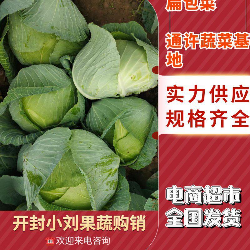 扁包菜奥奇娜甘蓝河南包菜货源充足代收代发全国