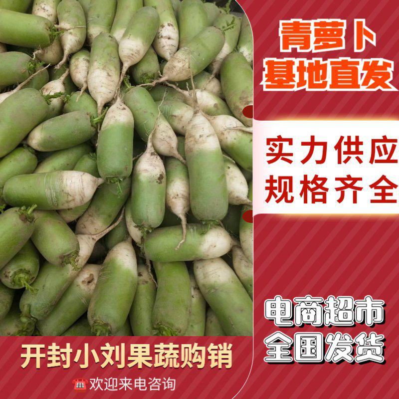 青萝卜水洗萝卜青皮萝卜代收代发代加工货源足