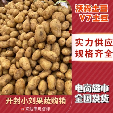 沃土5号土豆V7土豆货源足，规格齐全按需加工质量保证