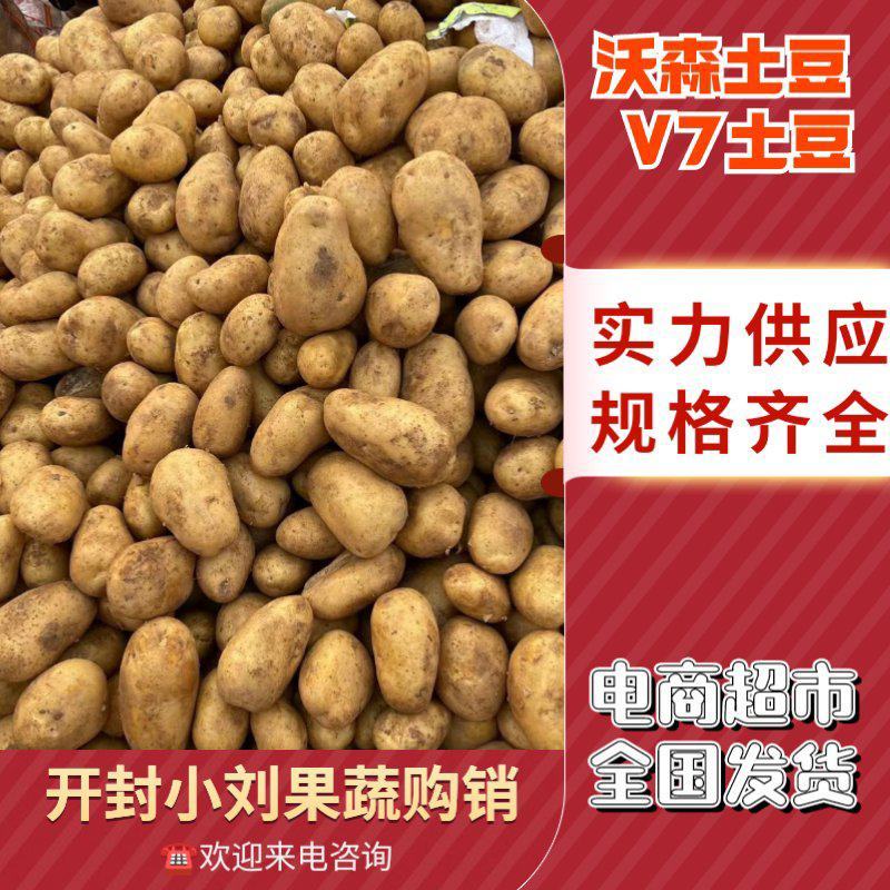 沃土5号土豆V7土豆货源足，规格齐全按需加工质量保证