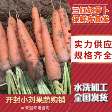 河南三红胡萝卜水洗胡萝卜北京包胡萝卜代收代发代加工