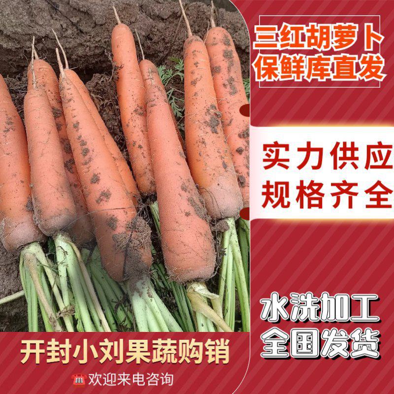 河南三红胡萝卜水洗胡萝卜北京包胡萝卜代收代发代加工
