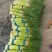 蒜苔河南红帽蒜苔商超社团供货冷库直发代收代发全国